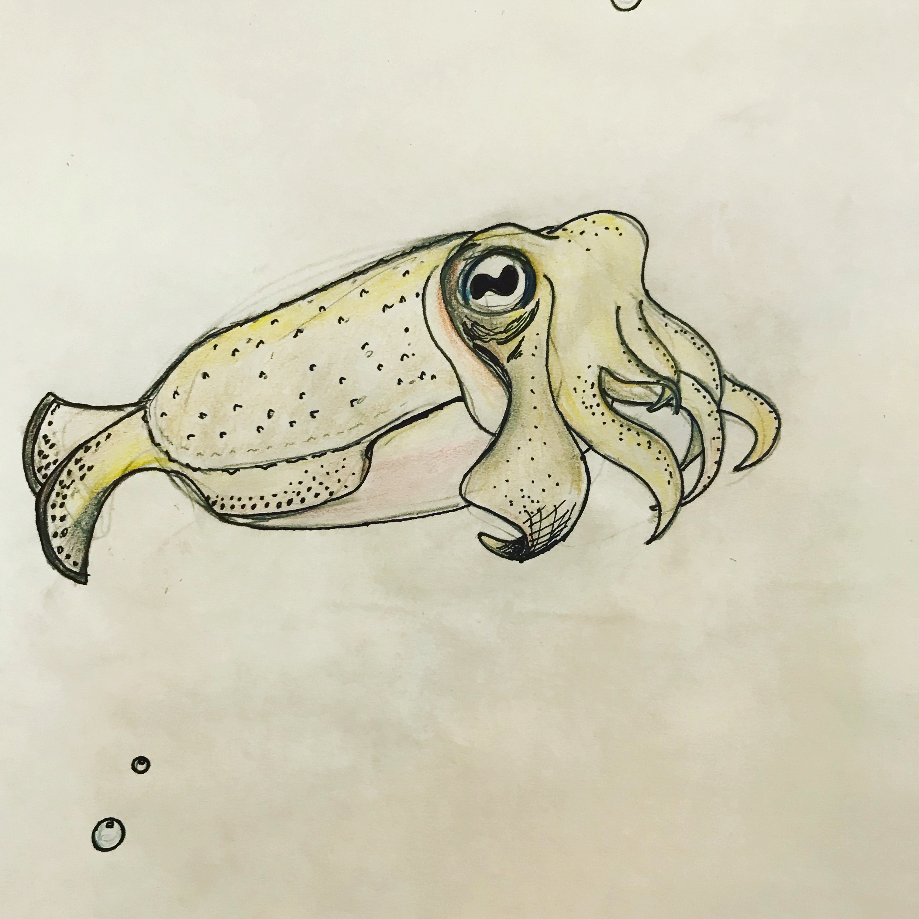 Cuttlefish TylerJFord cuttlefish-tylerjford